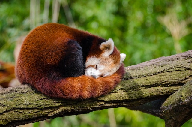red panda sleeping